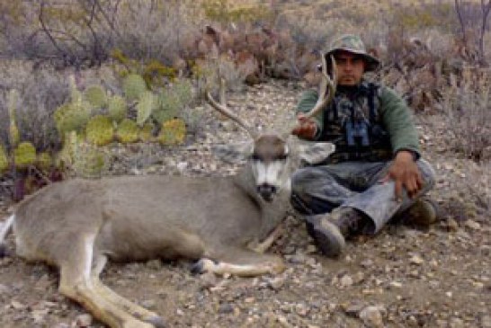 Venados Bura en Chihuahua