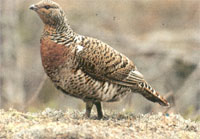 Pájaros de bosque