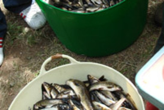 La sociedad «La Venatoria» de Santiago organiza un concurso de pesca en el río Tambre