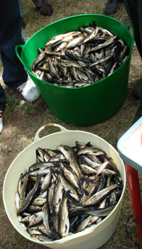 La sociedad «La Venatoria» de Santiago organiza un concurso de pesca en el río Tambre