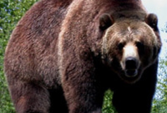 Sacrifican a un oso grizzly después de matar a un hombre