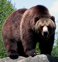 Sacrifican a un oso grizzly después de matar a un hombre