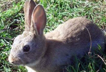 Adecana sigue defendiendo la no obligatoriedad del guarderío para la caza estival de conejo