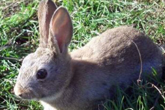 Adecana sigue defendiendo la no obligatoriedad del guarderío para la caza estival de conejo