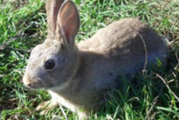 La presión cinegética reduce los daños provocados por el conejo en los cultivos navarros
