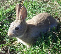La presión cinegética reduce los daños provocados por el conejo en los cultivos navarros