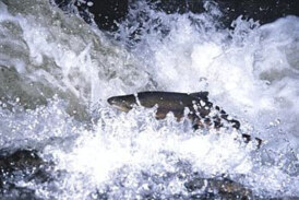 El salmón del Bidasoa está en situación «crítica»