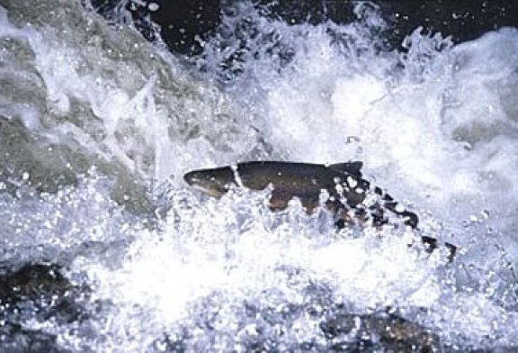 Primer balance positivo de la campaña salmonera asturiana pese a las limitaciones