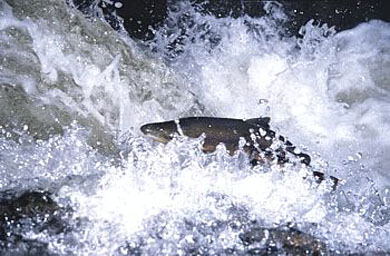El salmón del Bidasoa está en situación «crítica»