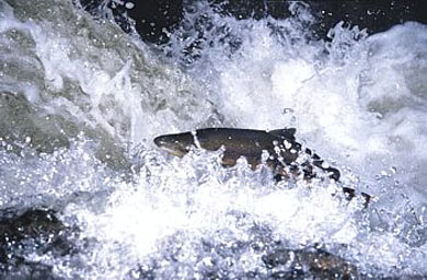 Primer balance positivo de la campaña salmonera asturiana pese a las limitaciones