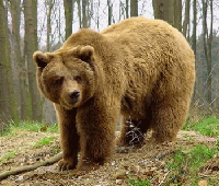 Avistan un oso en un prado cercano a Senz