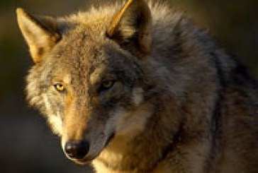 El Senado aprueba el control del lobo por debajo del Duero