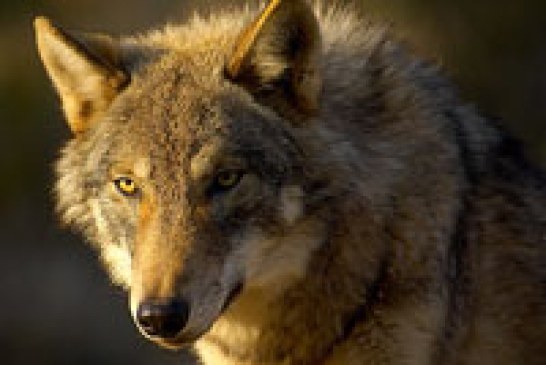 El Senado aprueba el control del lobo por debajo del Duero