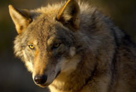 La ONC impulsa la creación del «Grupo Lobo» para estudiar medidas de gestión de esta especie