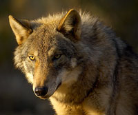 El acoso al lobo es el grave drama de esta especie