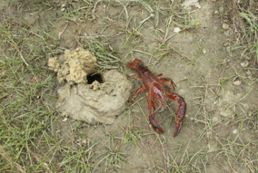Las experiencias con la pesca de cangrejos rojos en Albina