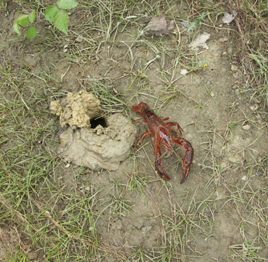 Las experiencias con la pesca de cangrejos rojos en Albina