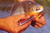 Un pescador encuentra pirañas en el río Drava en Croacia