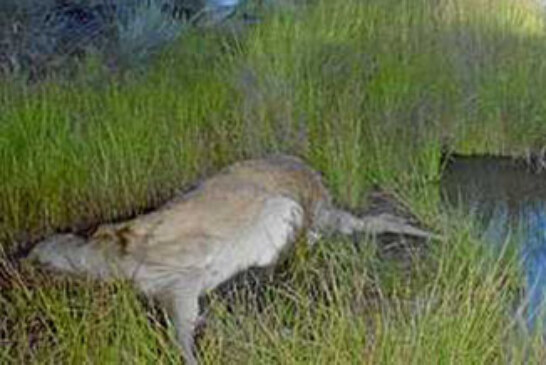 El número de ciervos muertos en Zamora y León ascienden a más de cien
