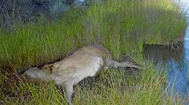 El número de ciervos muertos en Zamora y León ascienden a más de cien