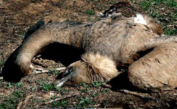 Cuervos, zorros y buitres marcados delatarán zonas de cebos envenenados