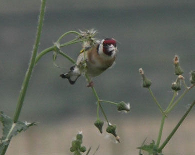 La lista de aves fringílidas que se permiten capturar es cada vez más restrictiva