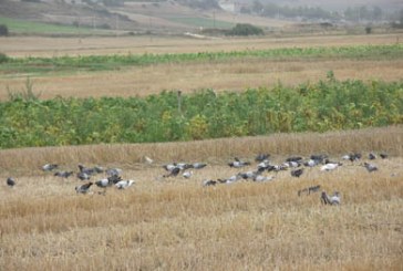 Comienza la temporada de la paloma migratoria en Navarra