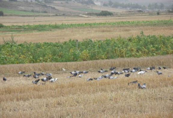 Comienza la temporada de la paloma migratoria en Navarra