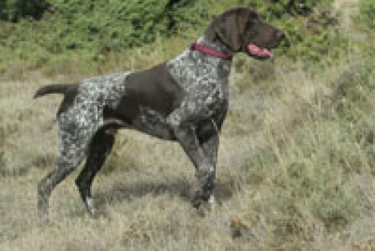 La Copa Cantabria de caza menor con perro se celebra este domingo en Burgos