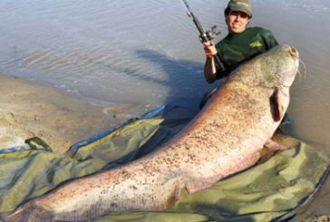 Un siluro de 113 kilos nuevo récord europeo de pesca