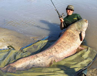 Un siluro de 113 kilos nuevo récord europeo de pesca