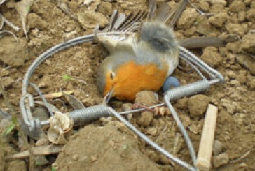 Medio Ambiente recuerda que la captura de pájaros insectívoros está penalizada