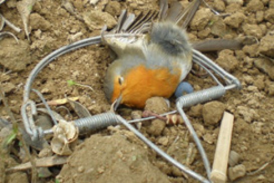 Medio Ambiente recuerda que la captura de pájaros insectívoros está penalizada