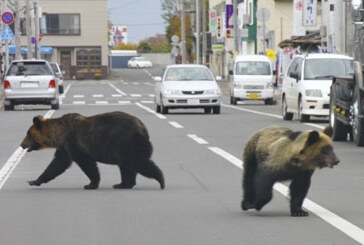 Tres osos salvajes invaden las calles de una ciudad japonesa sembrando el pánico