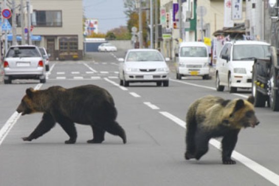 Tres osos salvajes invaden las calles de una ciudad japonesa sembrando el pánico