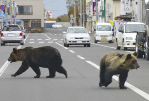 Tres osos salvajes invaden las calles de una ciudad japonesa sembrando el pánico