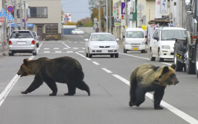 Tres osos salvajes invaden las calles de una ciudad japonesa sembrando el pánico