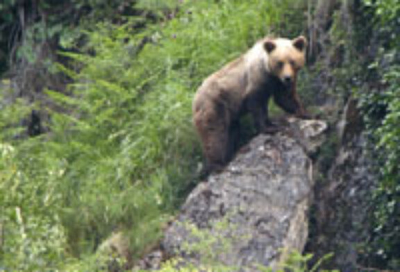 Cazadores y conservacionistas firman un convenio para recuperar al oso pardo