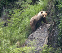 Cazadores y conservacionistas firman un convenio para recuperar al oso pardo