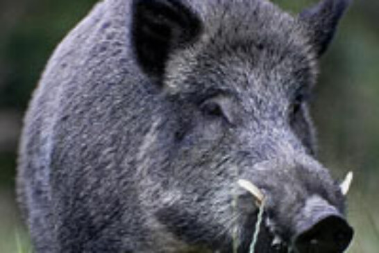 La Federación de Bizkaia ya tiene sus propuestas de cara al próximo consejo de caza