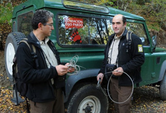 La FOP trabaja en el seguimiento de la población osera de Galicia