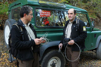 La FOP trabaja en el seguimiento de la población osera de Galicia