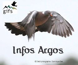 Los ejemplares de paloma torcaz anillados en Portugal revelan su ruta de pase