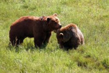 Nacen dos osos pardos en el Parque Nacional de Picos de Europa