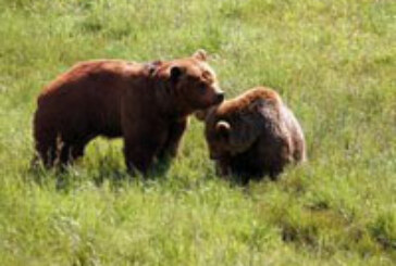 Nacen dos osos pardos en el Parque Nacional de Picos de Europa