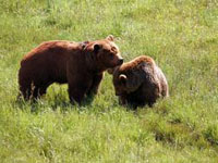 Cazar sin perjudicar al oso pardo en Cantabria