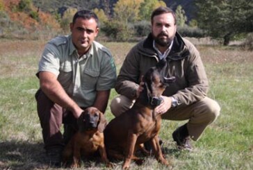 AEPES facilita cachorros a las reservas de caza para la búsqueda de piezas heridas