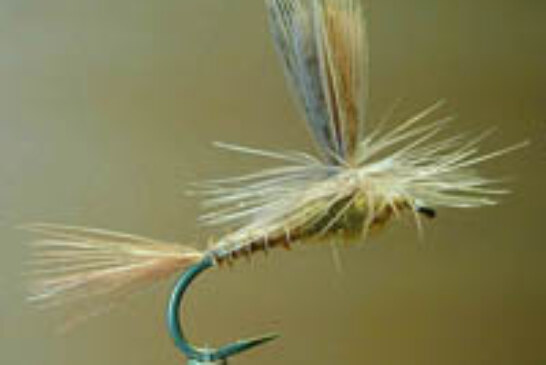 Montaje de moscas para la pesca todos los domingos de marzo a cargo de «Fario»