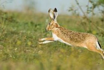 Dando repaso a las tres especies de liebres existentes en la península ibérica