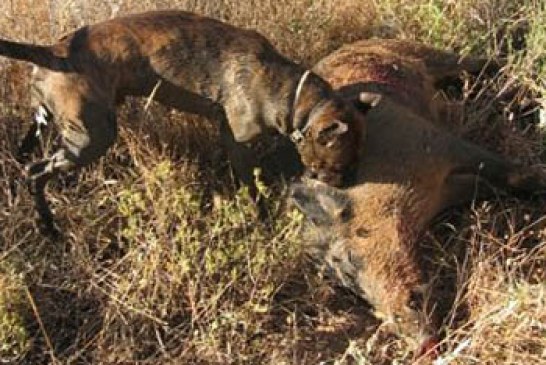 Primera acreditación de un equipo de rastreo de AEPES sobre rastro natural